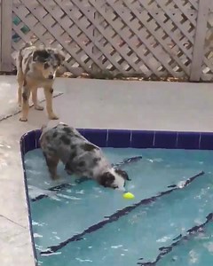 117K views · 3.3K reactions | Homies help homies❤️ | Best of Aussies Doing Things | Facebook