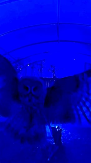 Meet Douglas– The Star of the Show! Species: Great Grey Owl (Strix nebulosa) Nickname: “The Phantom of the North” 🦉One of the largest owls in the world– Douglas looks huge, but most of that size is feathers! Beneath the fluff, he’s lighter than you’d think. 🦉His face disc acts like a satellite dish– it channels the tiniest sounds straight to his ears, helping him pinpoint prey hidden under snow. 🦉Great Grey Owls can hear a mouse moving under 30 cm of snow and dive to catch it without ever see