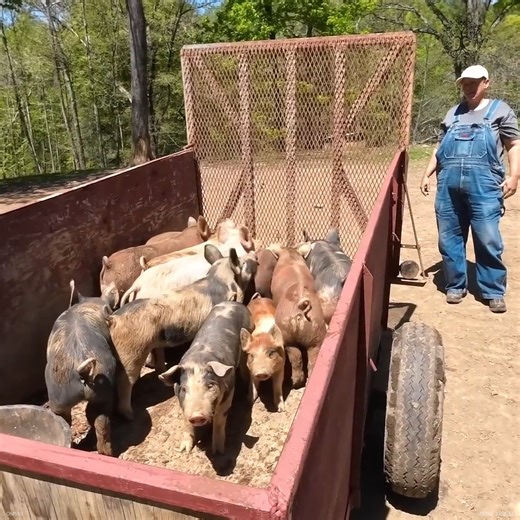 34K views · 625 reactions | Catching Some PIGLETS #Pigs #Piglets #Farmers #FarmLife | Sheraton Park Farms | Facebook