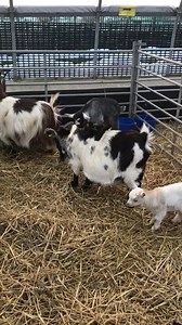 348K views · 47K reactions | Our baby goats become gymnastic superstars in today’s farmer Richards daily update! | Hall Hill Farm | Facebook