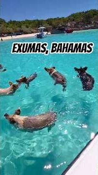 #Exumas #Bahamas #PigBeach #SwimmingPigs #CompassCay #BornFreeCharters #shorts