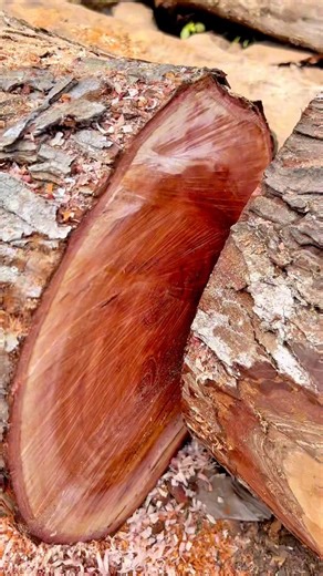 Cutting a Tree Log With Power Saw! 🔥 #TimberWork #SatisfyingVideo #CarpentryLife #WorkshopVibes