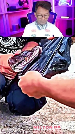 Twenty-eight snake king cobra teeth🥶☠️ #assamtezpur #kingcobra