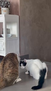 Profitez de -20% sur votre première commande avec le code MALIBU20 ✔ Viande ou poisson frais ✔ Zéro sucres ajoutés ✔ Recettes sans céréales | Edgard & Cooper