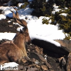 251K views · 10K reactions | Chitral (Exclusive) - 4K HD | Discover Pakistan TV #Chitral #Markhoor | Discover Pakistan | Facebook