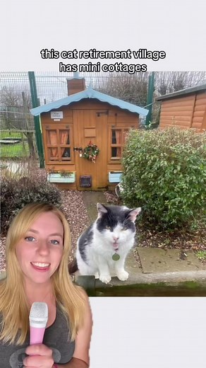 386K views · 10K reactions | Shropshire Cat Rescue has a retirement village with mini cottages for senior cats!  The village creates an option for those who can no longer care for their cats, so that they know their pets are happy and well taken care of. See more by searching for "Shropshire Cat Rescue" on Facebook or shropscatrescue on IG.  shropshire_cat_rescue (TikTok) #seniorcat #catsoftiktok #seniorcatsoftiktok #cat #goodnews #positivecontent | That Good News Girl | Facebook