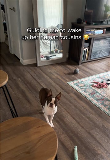 Boston Terrier's Morning Wake-Up Call