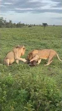 Lion Brothers Fight Over Prey! The Moment Sibling Rivalry Turns Brutal 🤯