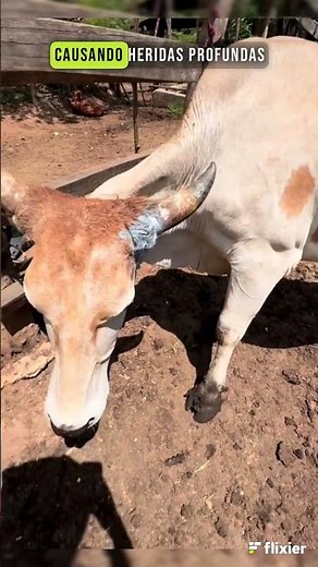 TERRIBLE PLAGUE OF CATTLE SCREWWORM #cows #prevention #pests