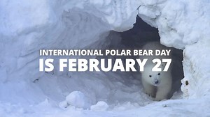International Polar Bear Day is two weeks away! Right now, polar bear moms and their newborn cubs are snuggled together in snow dens across the Arctic. Denning is the most vulnerable time in a polar bear’s life, and in a warming Arctic, the survival of every single cub is critically important. Join us in this special day as we celebrate moms and cubs and share behind-the-scenes updates from our ongoing maternal den study in Svalbard, Norway. Learn more about International #PolarBearDay: pbears.o