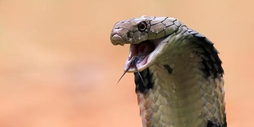 Can You ID The World's Deadly Snakes?