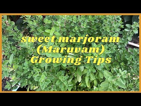 || Sweet Marjoram (Maruvam) Growing Tips & Transplanting ||