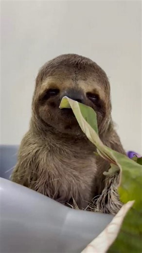 39K views · 13K reactions |  SOUND ON  Shrek is still recovering well in our care. Listen to him enjoying an herbivorous Sunday brunch.  If you’d like to help us keep sloths like Shrek well fed on their journey back to the wild, head to the link in our bio and contribute to our mission! #sloths #slothrescue #theslothinstitute #slothsunday #costarica | The Sloth Institute Costa Rica | Facebook