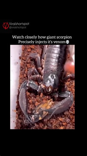 ExploreWorldShots | Watch closely as this giant scorpion shows nature’s deadly precision in action. 🦂 With powerful pincers locking its prey in place, the... | Instagram