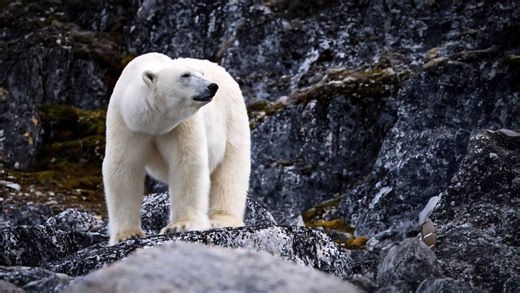 Riaan Manser | ‘Hunting’ a narwhal in Greenland, and the most unexpected sight of my life