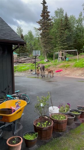Cute twins Moose hanging out with Mama #moose #mooseontheloose #babymoose #jcsolbergphotography #alaskavideographer #alaskaphotography #wildlifephotographer #wildlifephotography #outdoors #wildife #Alaska #alaskalife #nature | Alaskan Adventures And More
