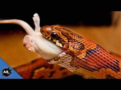 3 TIPS TO GET YOUR SNAKE TO EAT!! SnakeBytesTV