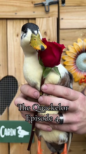 Peanuts the underdog and she definitely made her place known tonight😟 #ducks #thequackelor #ducktok🦆 #ducksoftiktok🦆 #duck