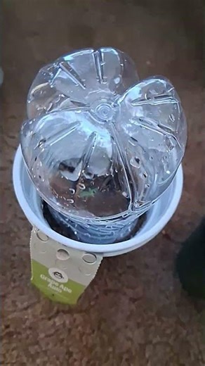 Grape ape auto #seedlings