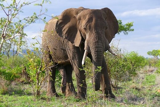 Elefante africano: qué es, características, hábitat, reproducción