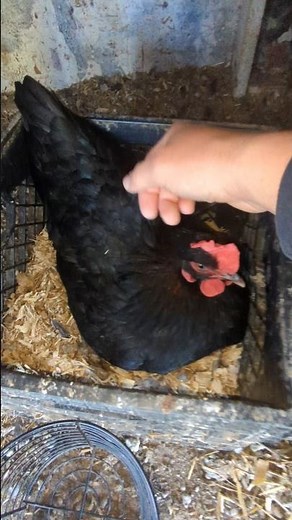 Did These Hens Lay A Ton Of Eggs Today?