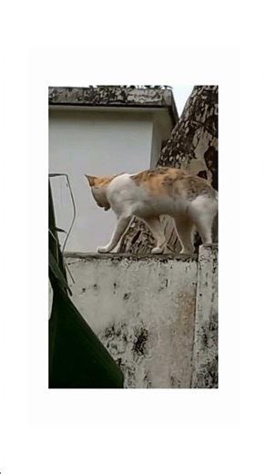 Hilarious Cat ✨⚡#funny videos #