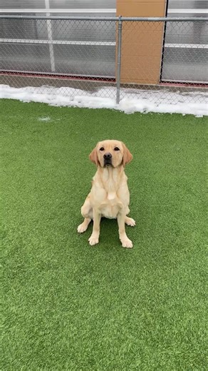 Meet Barbie, one of the latest dogs to enter final training at Can Do Canines.