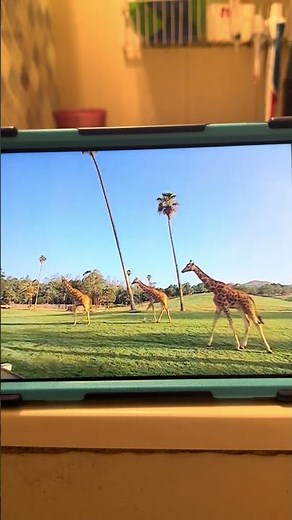 Baby Genius Animal Adventures 2002 DVD 📀 July 2028