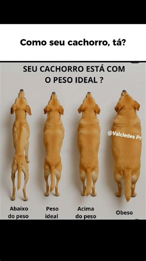 Você cuida do seu doguinho?