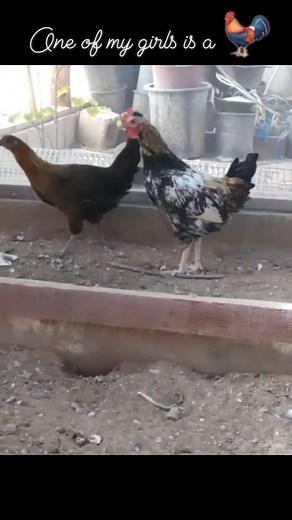 🫣😬🤣🙄😍 Surprise!!! LOL one of the chickens turned out to be a rooster. Oh well. | Reesa Jane