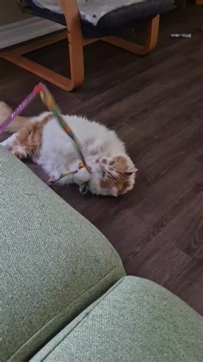 Meet Woody Gallagher #shameless #thegallaghers #catsoftiktok