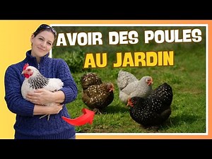 🐔 Avoir des poules dans son jardin