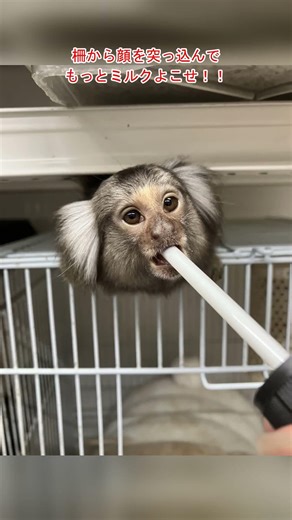【ミルク大好き🍼】口の周りがミルクだらけ！？全力おねだりのコモン君🐒 #コモンマーモセット #今日のコモン君
