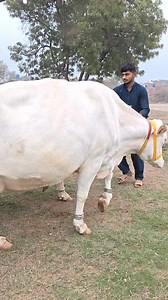 Top class cow #animal #Dairy #farming #cows | Essa Dairy