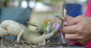 Binding multiple Adenium branches together after grafting to support healing and alignment.