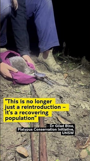 The platypus population continues to grow 🥹