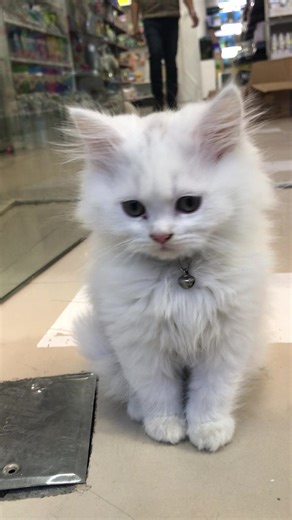 🐈‍⬛😻😻🐈‍⬛