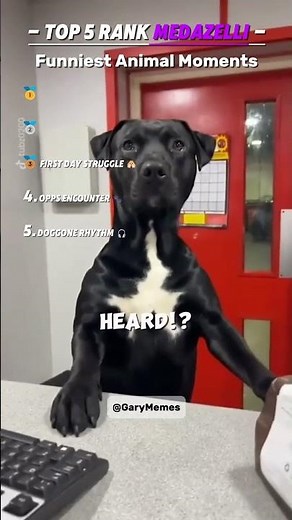 Animals Having the Worst Day 😂. Medazelli Ranking Videos.