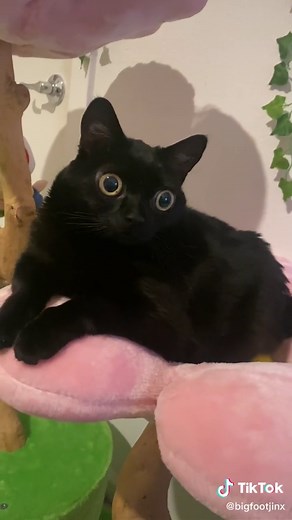 the cutest dumb little face!! (cat tree from @KBSPETS ) #bigfootjinx #catsoftiktok