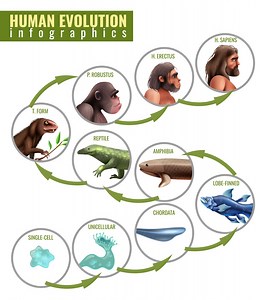 Humans Evolved from Four-Legged Creatures Similar to Squirrels