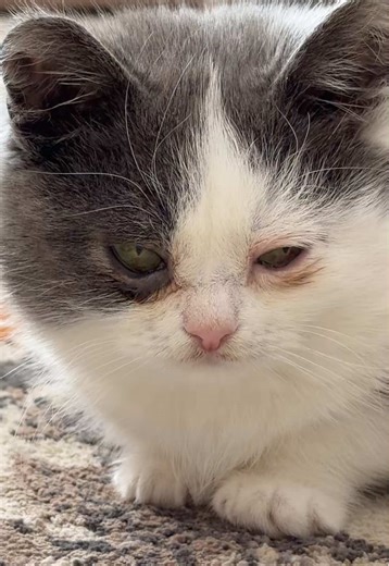 Kermit the Dwarf Cat's Adorable Moments