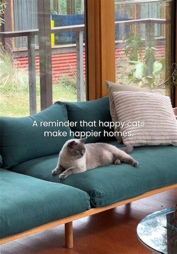 Captivating Cat Sounds: Joyful Moments with Cats