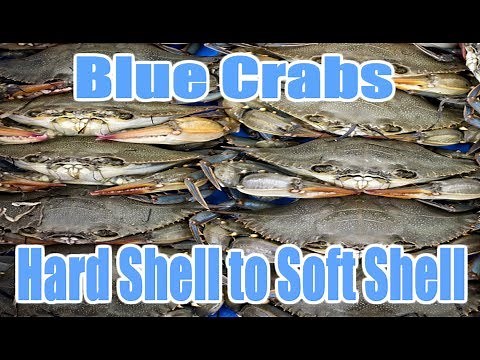 Blue Crabs Molting From Hard Shell to Soft Shell - Harbour House Crabs