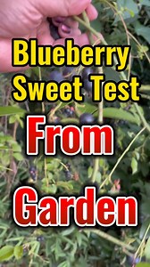 49K views · 699 reactions | Blueberry iSweet Test ko | SweetLife Tv | Facebook