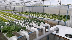 15K views · 248 reactions | Join us for 2 days Aquaponics Practical...