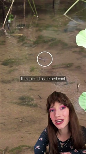 Dragonfly’s extreme loop-the-loops are unparalleled in nature
