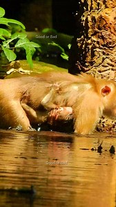 34 reactions | Rainbow know turn body into Libby's back! so smart baby monkeys! | Good Or Bad | Facebook