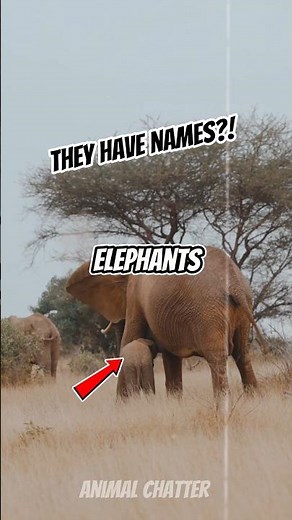 Elephants Actually Call Each Other by Name! 🐘🤯 #shorts