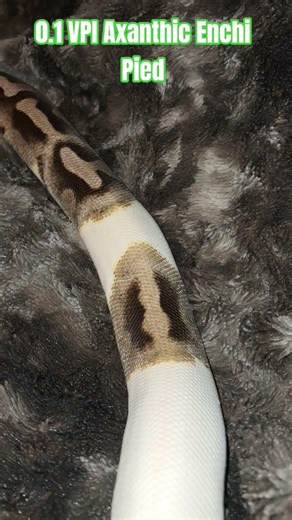 0.1 VPI Axanthic Enchi Pied #vpi #axanthic ##enchi #piebald #pied #snake #reptiles #ballpythons