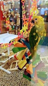 Mango the Fancy Parakeet Stole the Show at Petco 🐦✨#petcomedy